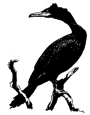 Phalacrocorax pelagicus