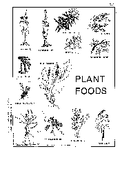 Plant Foods