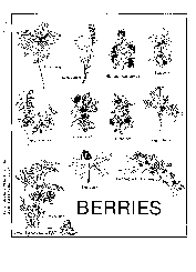 Berries