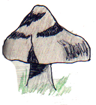 deer mushroom