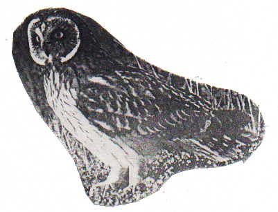 Short-eared Owl 