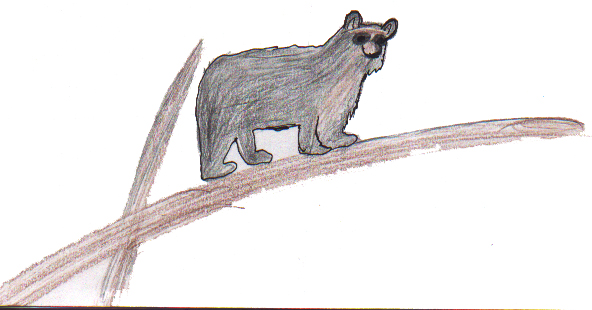 Spectacled Bear 