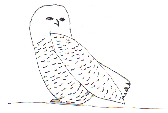 The Snowy Owl 