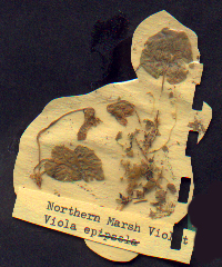 Northern Marsh Violet