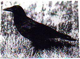 Northwestern Crow 