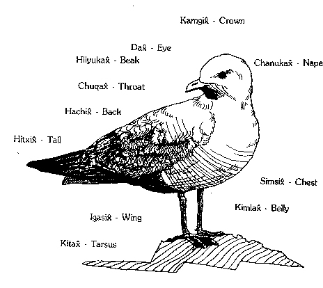 Topography of a Bird