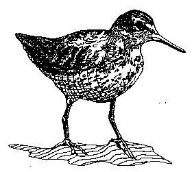 Calidris ptilocnemis