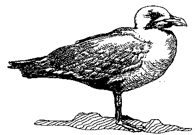 Larus glaucescens