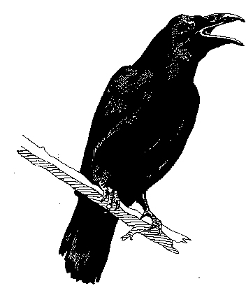 Corvus corax