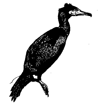 Phalacrocorax urile