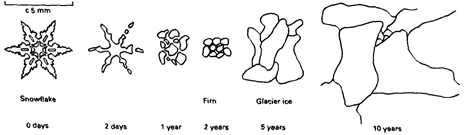 The transition from snow crystals to firn crystals to glacier ice