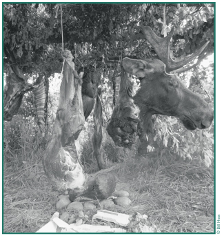 Moose quarters and head hang under a tree ready for final butchering and use. 