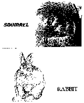 squirrel and rabbit