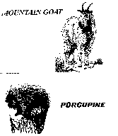 mountain goat and porcupine