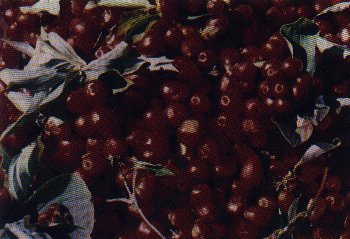 Jacob's Berry