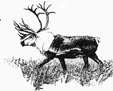 caribou