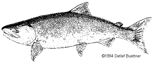 Chum Salmon