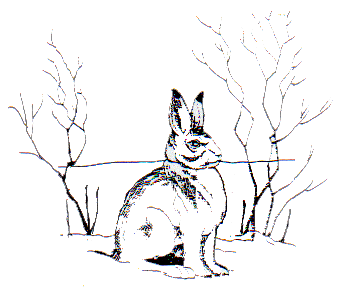 Lynx Hare Graph