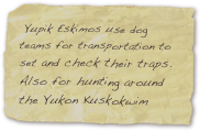  Yupik Eskimos use dog teams for transportation to set and check their traps. Also for hunting around the Yukon Kuskokwim Delta area.